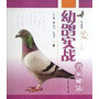幼鸽实战名家秘笈 