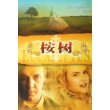 桉树