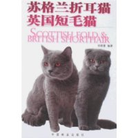 苏格兰折耳猫.英国短毛猫