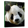 动物小百科：熊猫（平装）